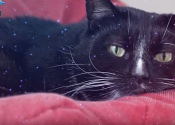This Shelter Cat Was Twice Returned Because Of The Strange Way He Showed Affection
