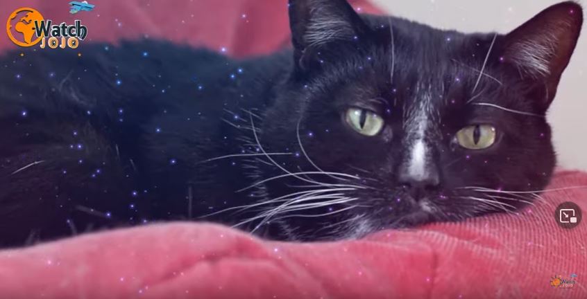 This Shelter Cat Was Twice Returned Because Of The Strange Way He Showed Affection